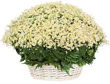 Цветочная композиция из Ромашки в корзине #REPLACE_PRED# Красной Поляне Краснодарского края
